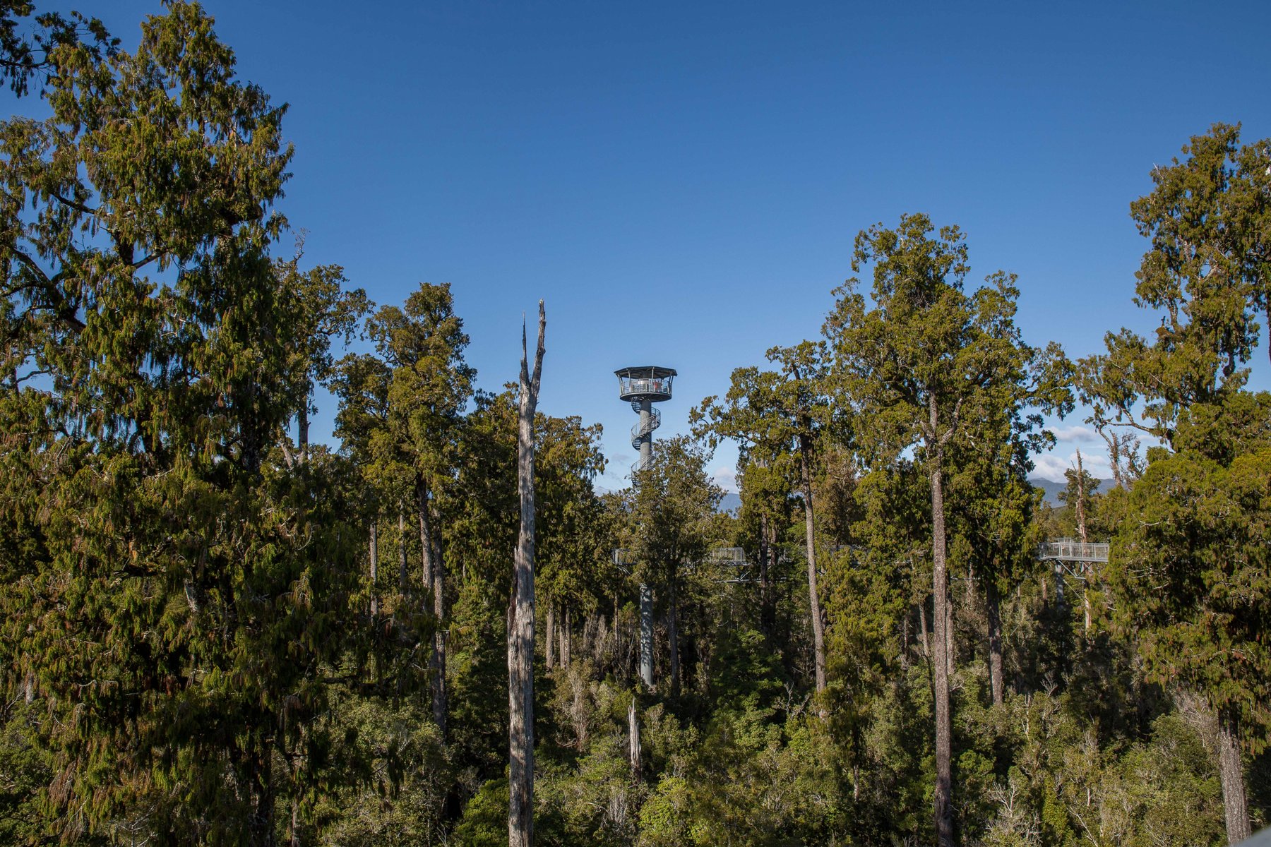 West Coast Treetop Walkway,d-1472.jpg