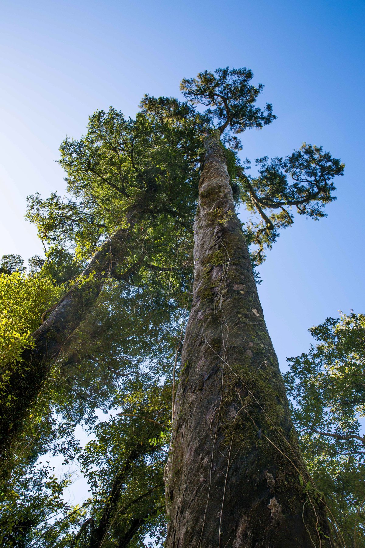 West Coast Treetop Walkway,d-1477.jpg