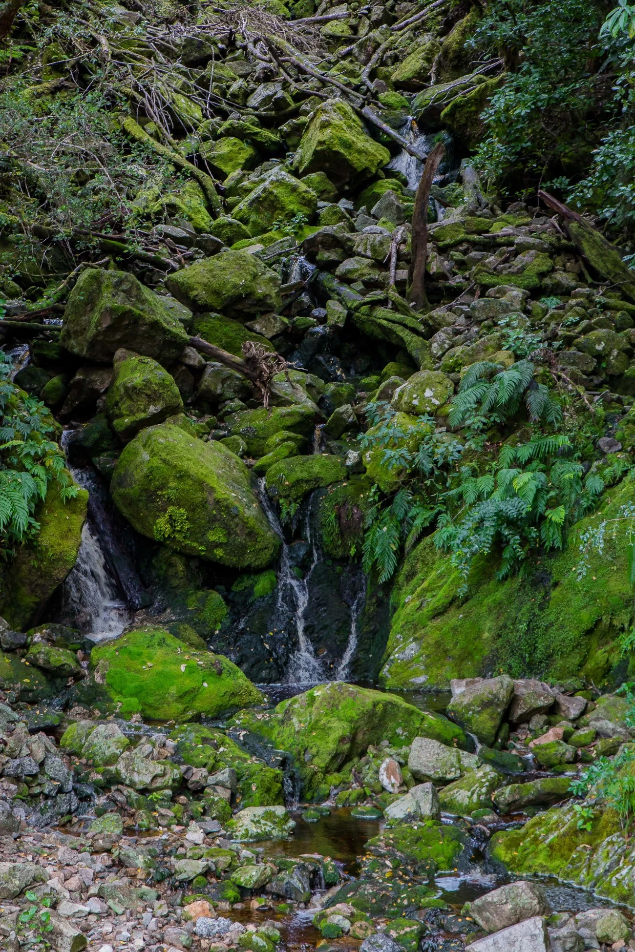 Buller River,d-628.jpg