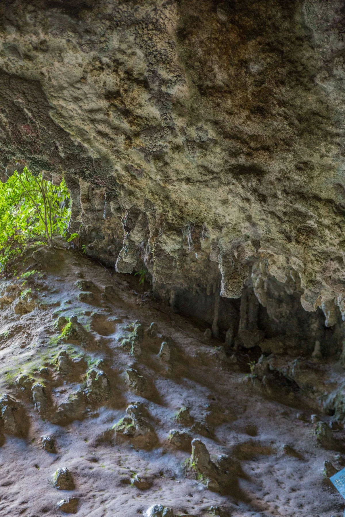 Oparara Arch,d-894.jpg