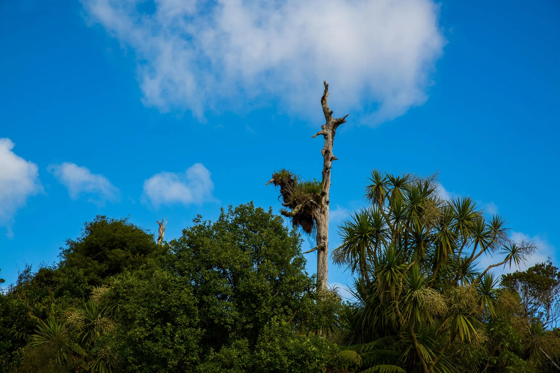 Lake Ianthe,-1486.JPG