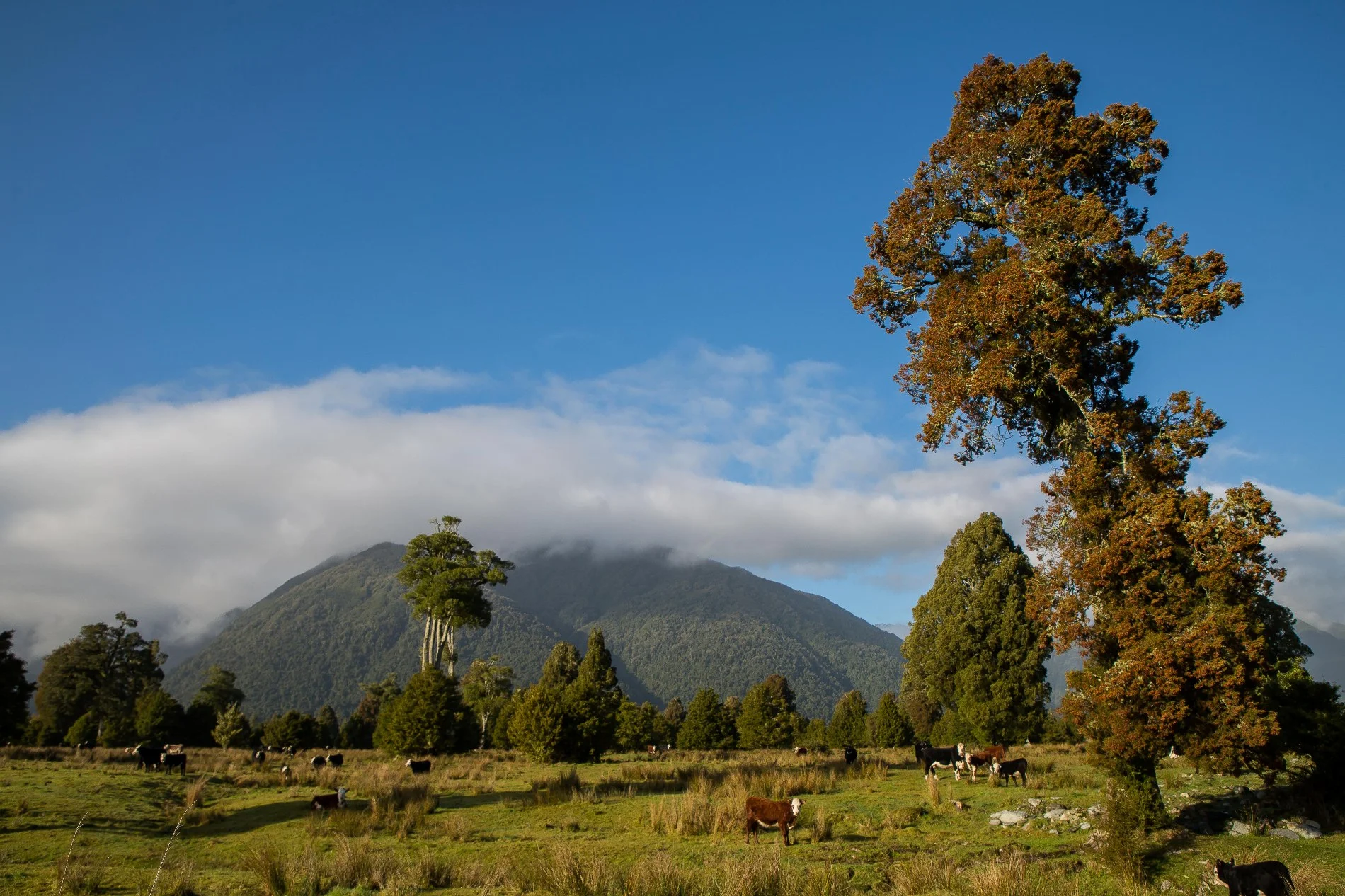 Lake Mathieson,-044.JPG