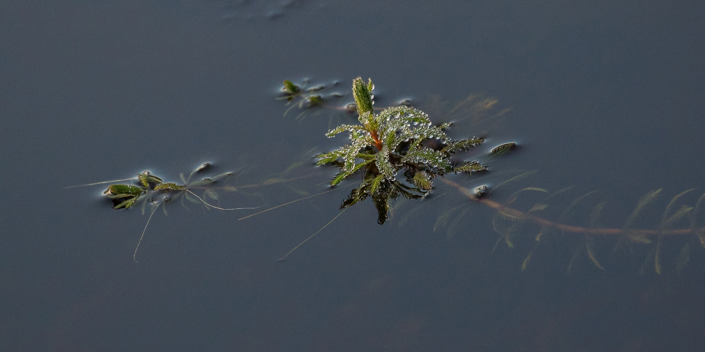 Lake Mathieson,-1084.JPG