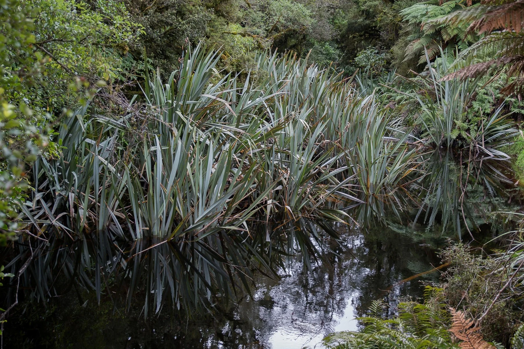 Lake Mathieson,-1521.JPG