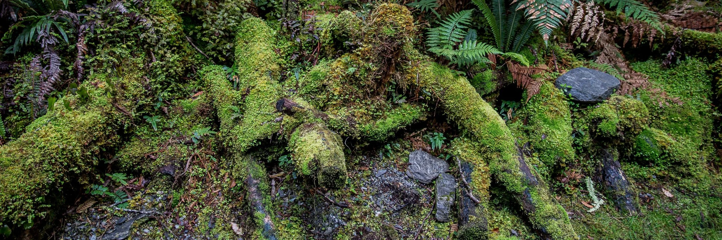 Lake Mathieson,-1531.JPG