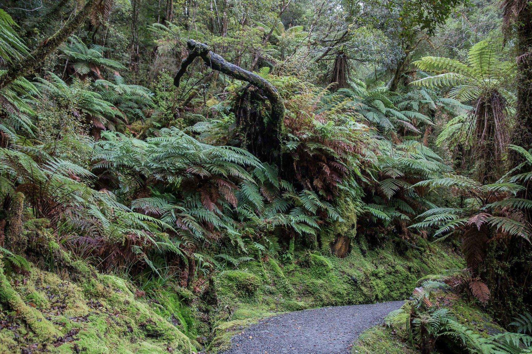 Lake Mathieson,-1540.JPG