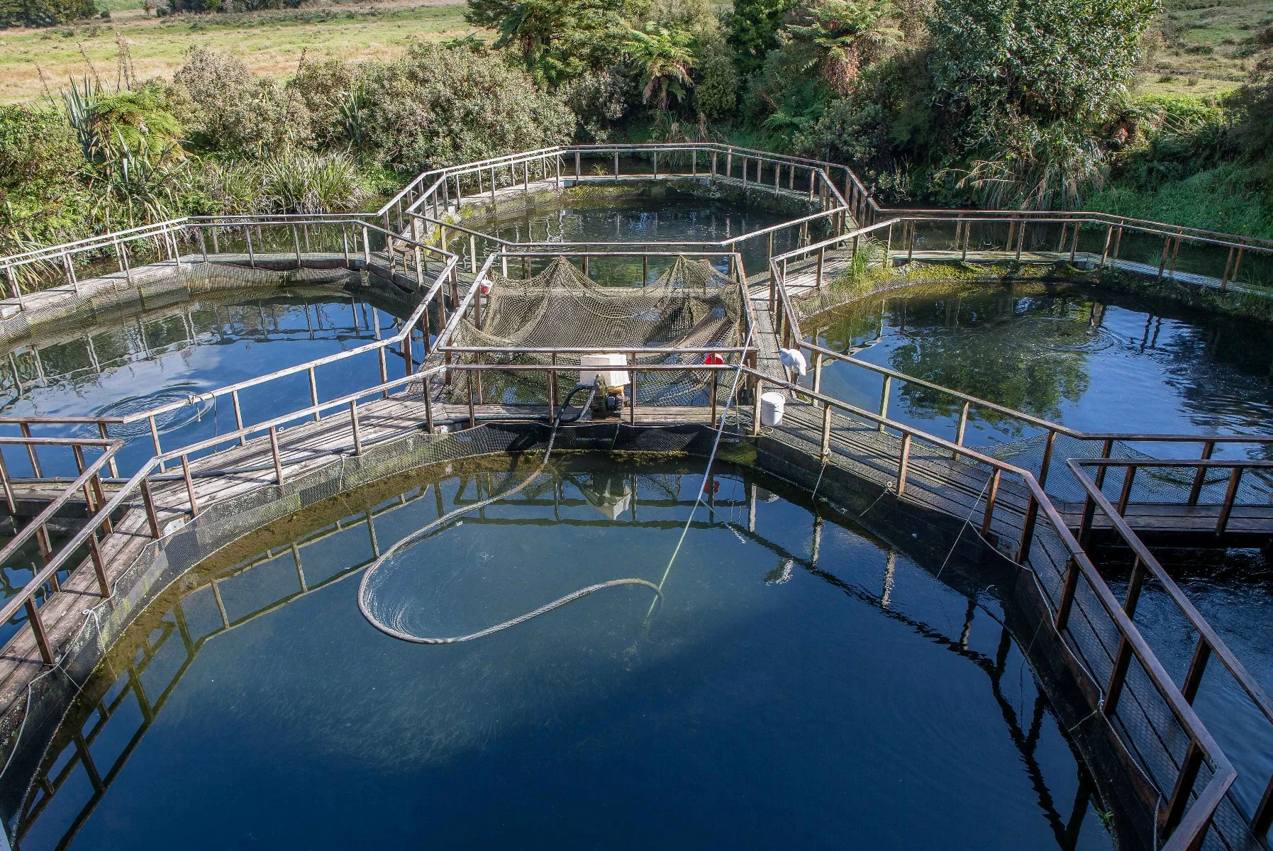 Salmon farm,-103.JPG