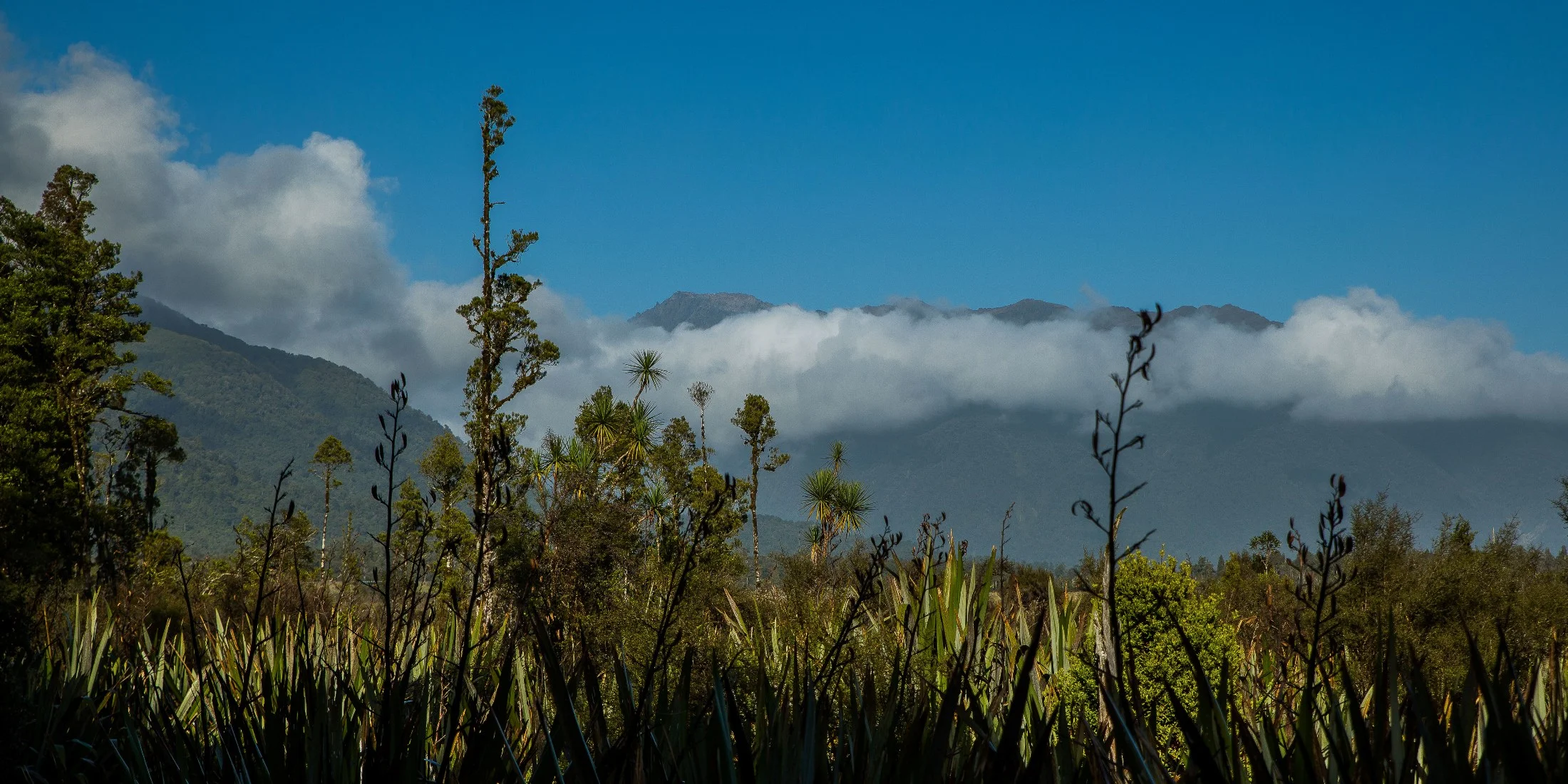 Westcoast wetland,-076.JPG