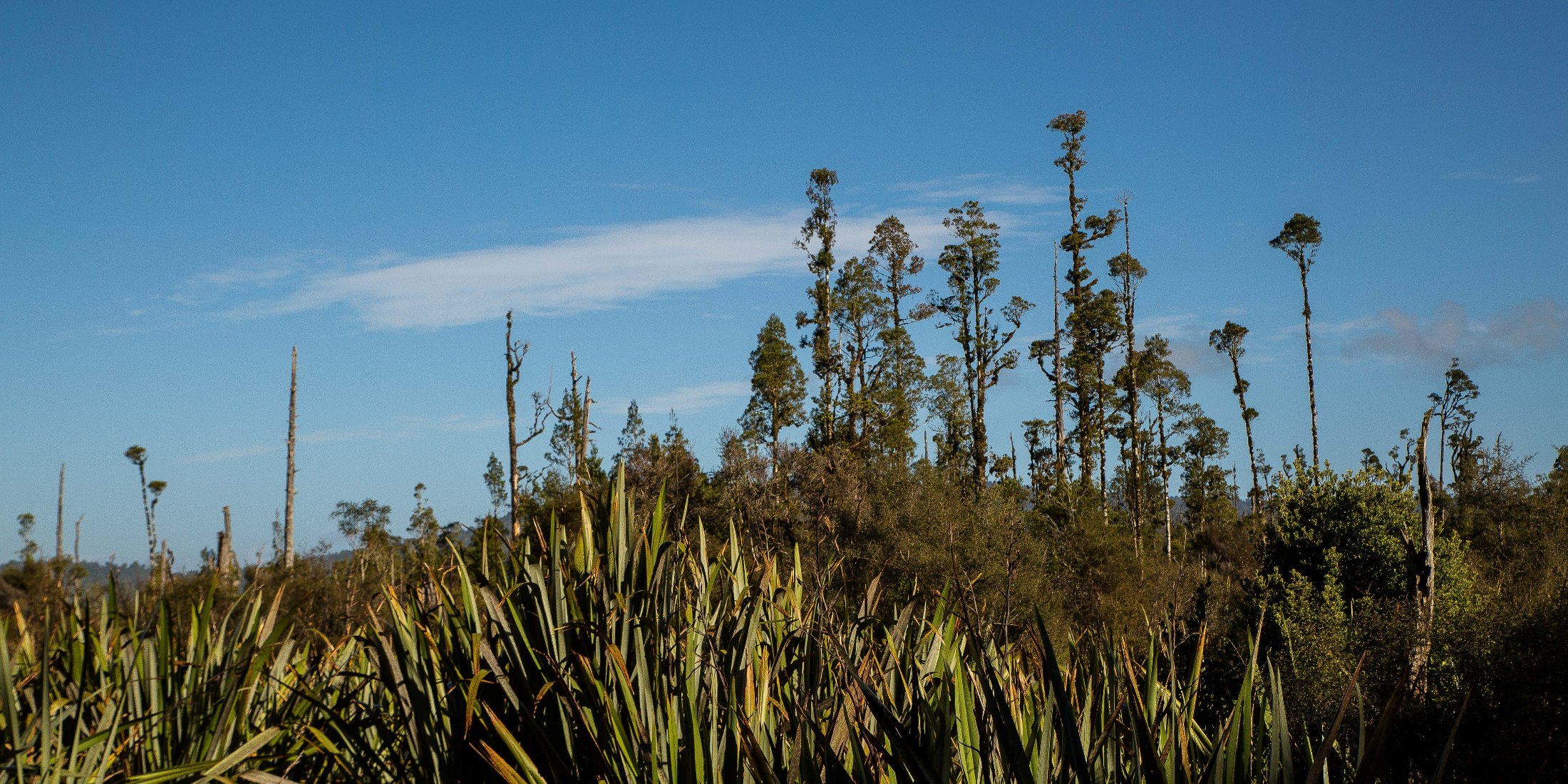 Westcoast wetland,-074.JPG