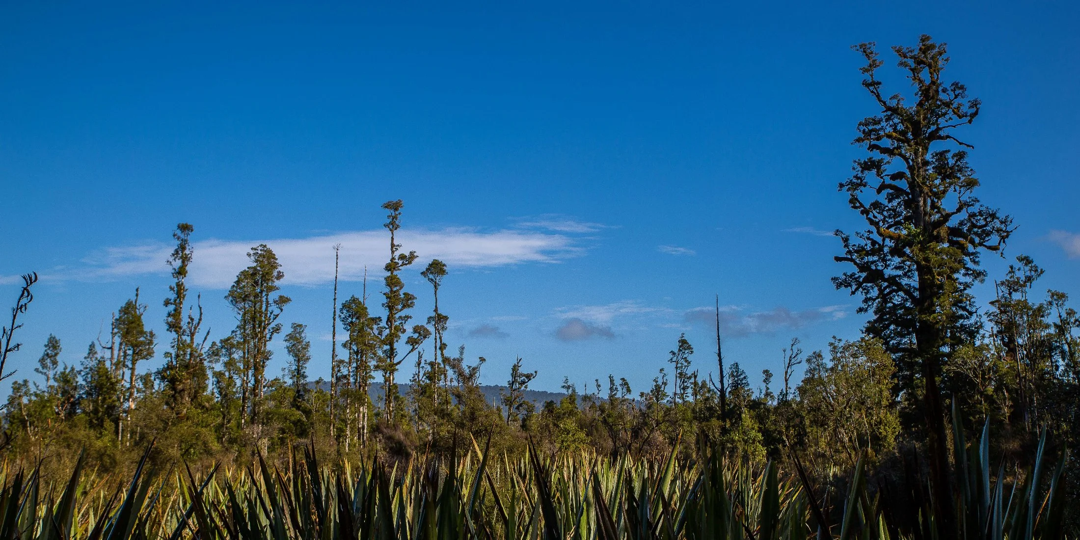 Westcoast wetland,-078.JPG