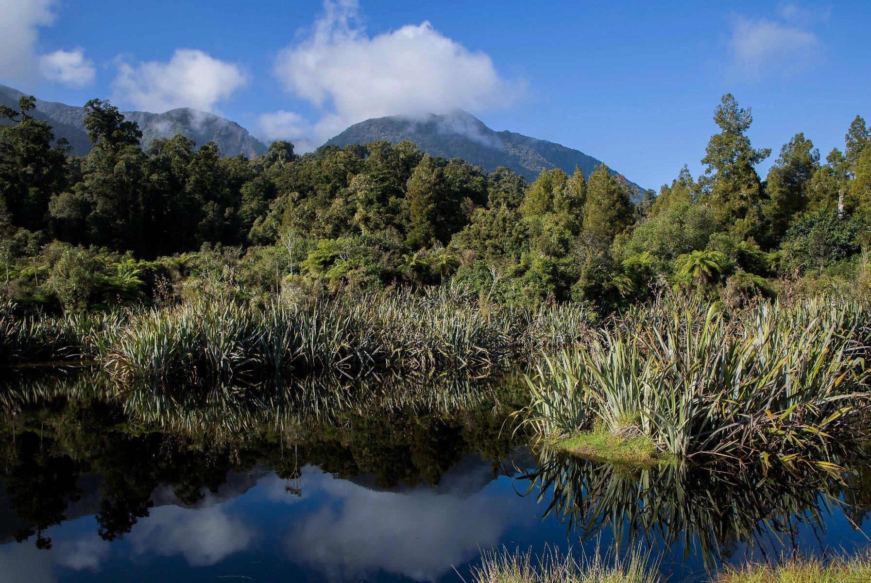 Westcoast wetland,-080.JPG