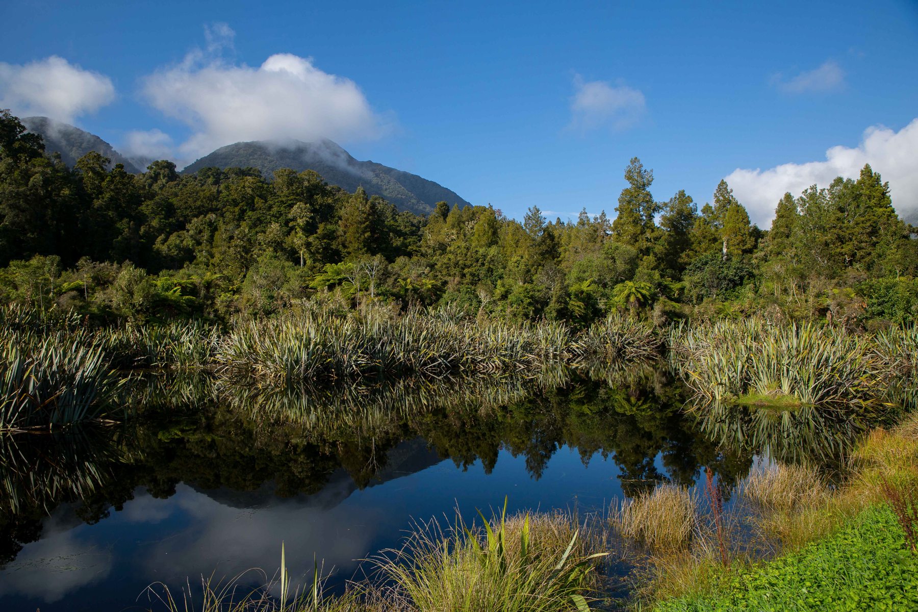Westcoast wetland,-082.JPG