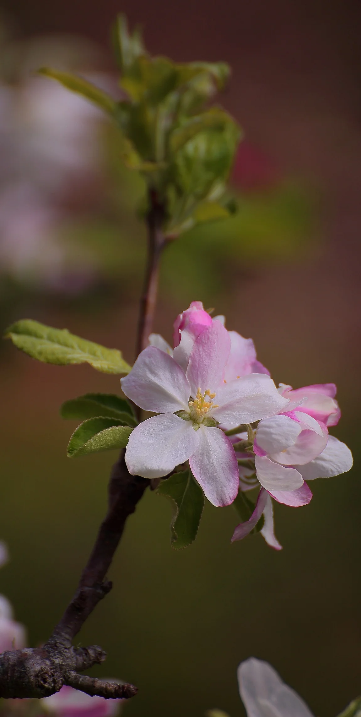 Blossom,003,-.JPG