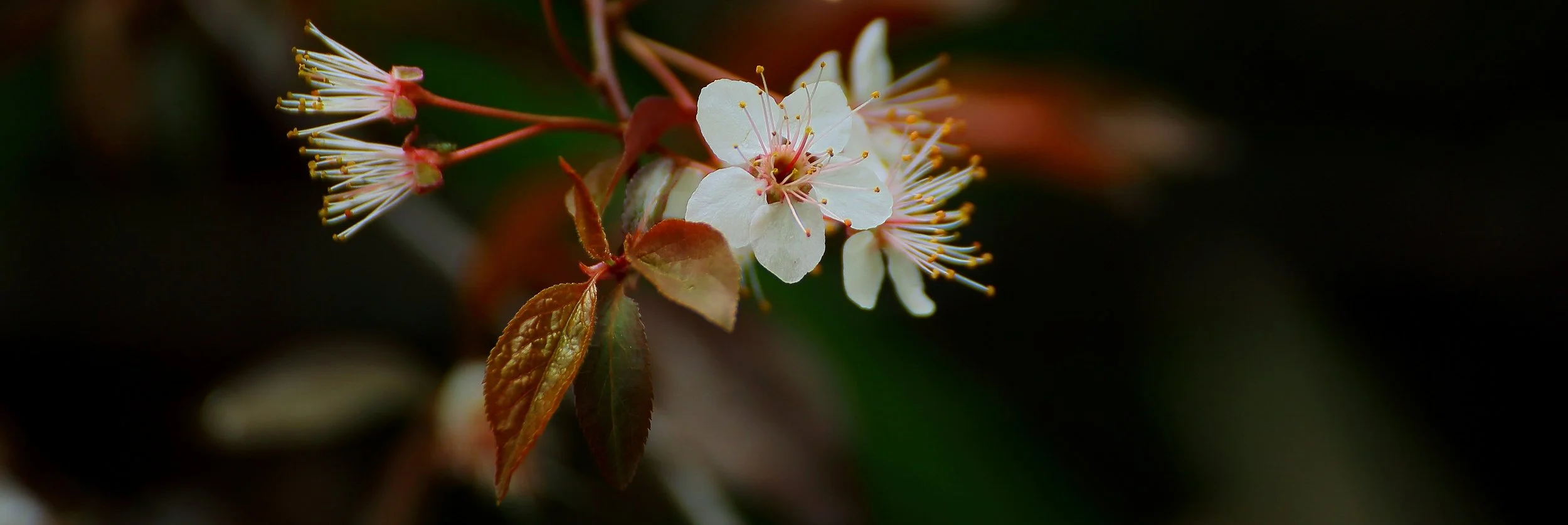 Blossom,-040.JPG