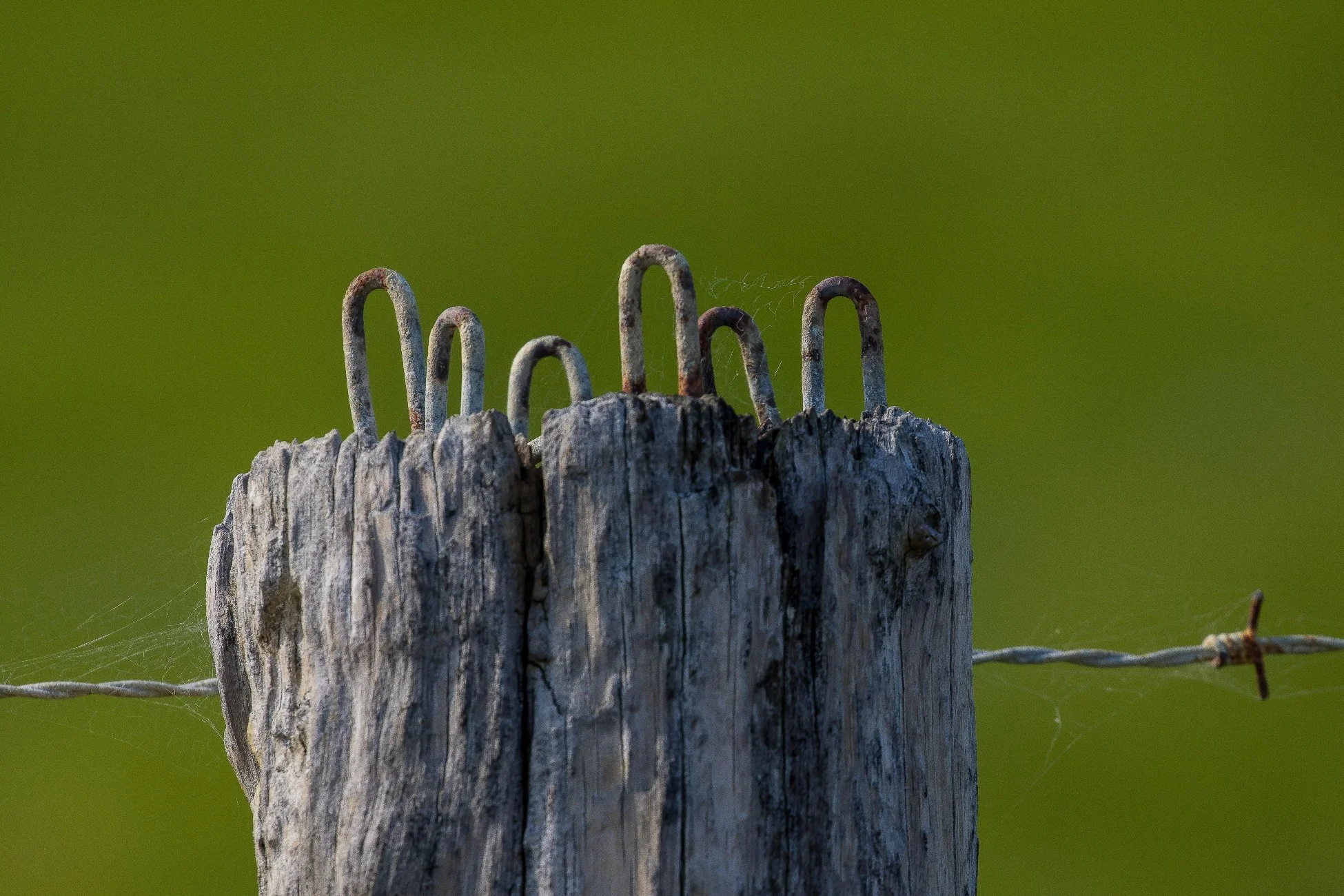 Fence Post,-507.JPG
