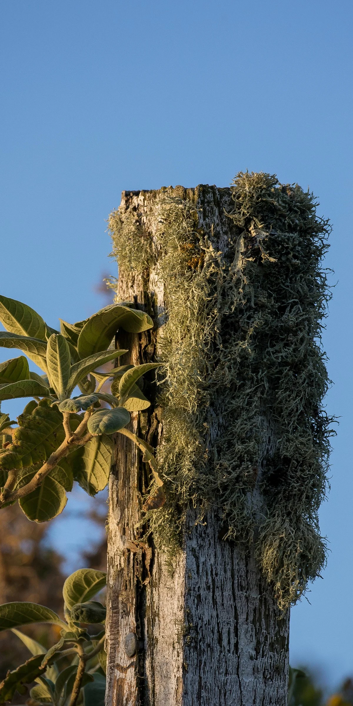 Fence Post,-143.JPG