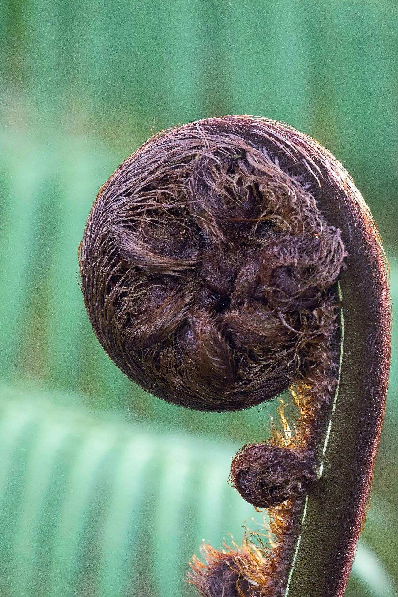 Fern frond,-171.JPG