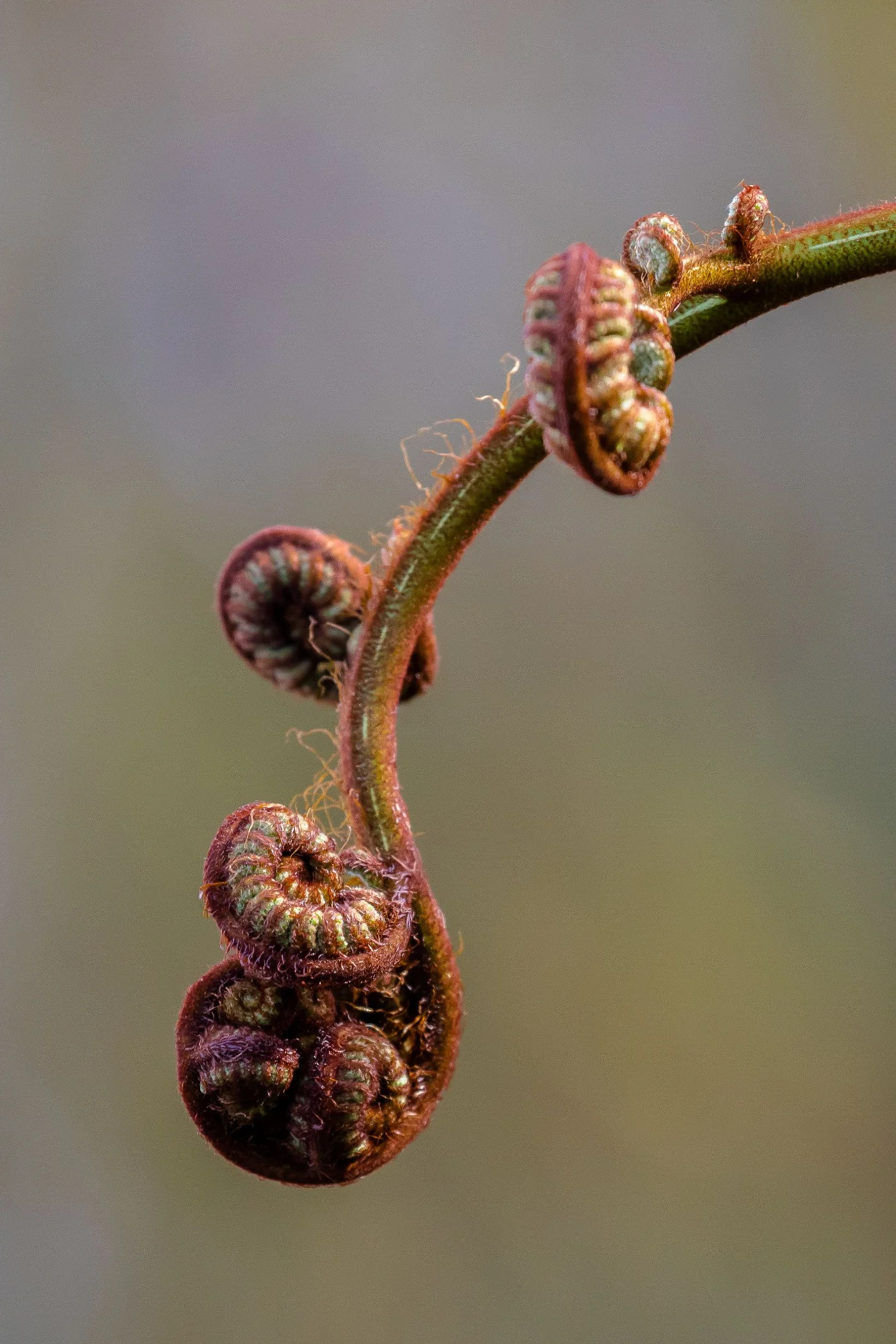 Fern frond,-170.JPG