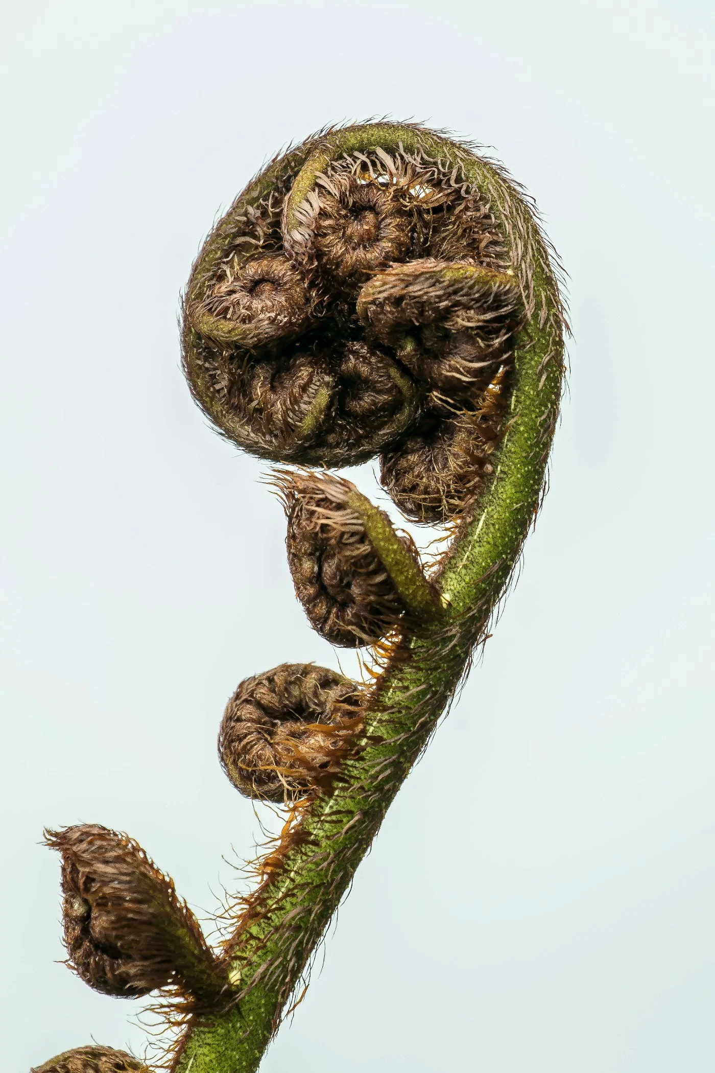 Fern,-003.JPG