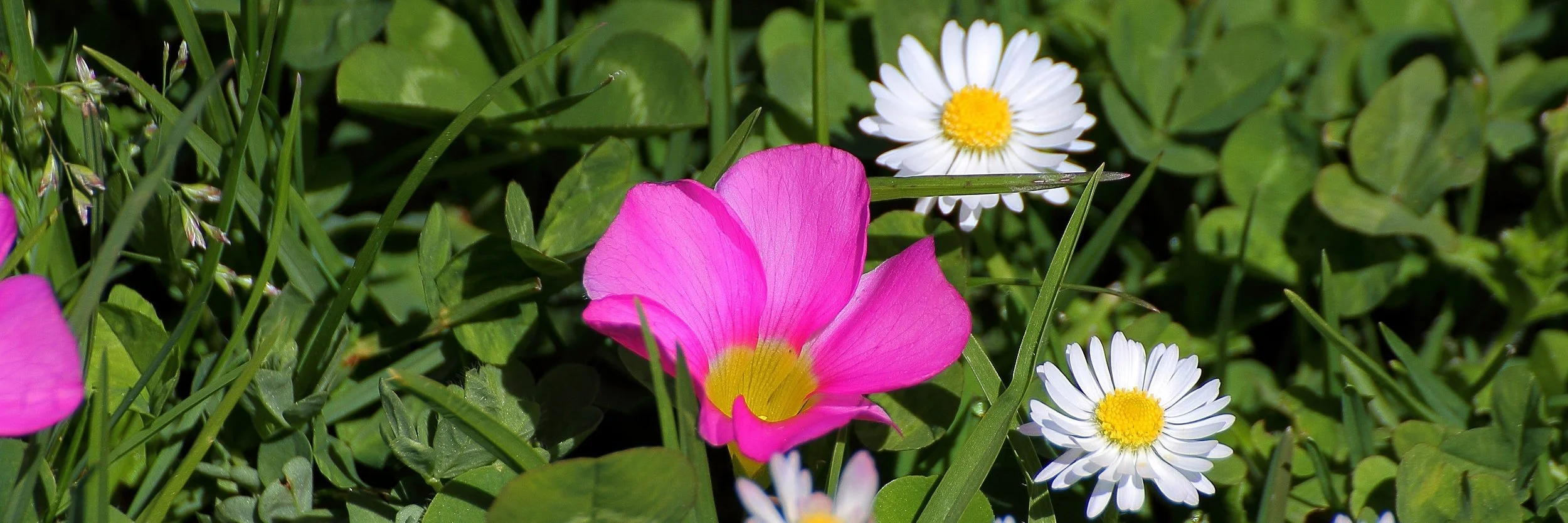 Lawn Flower,082,-.JPG