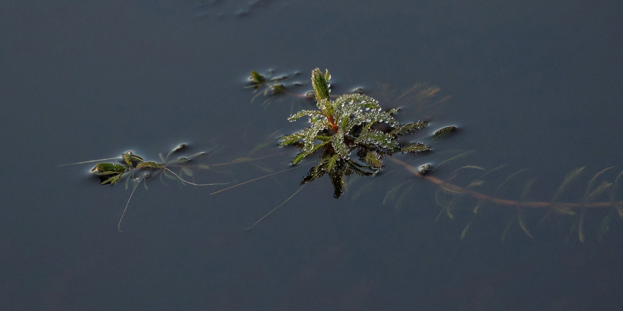 Lake Matheson,-1084.JPG