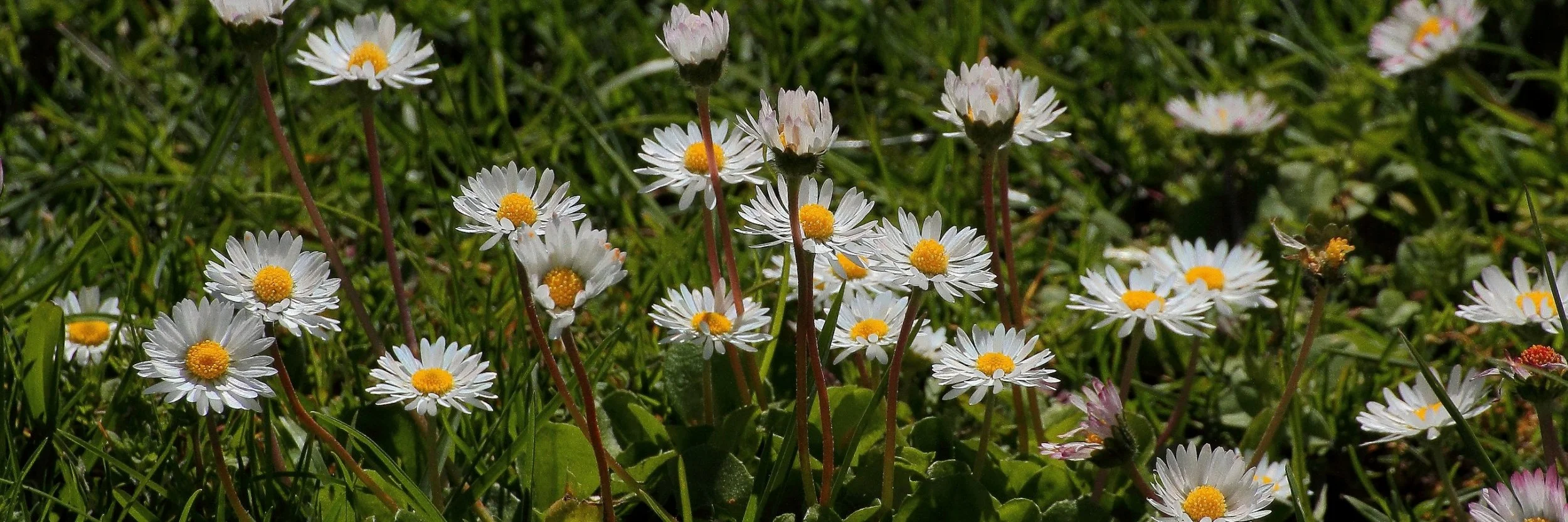 Lawn Flower,096,-.JPG
