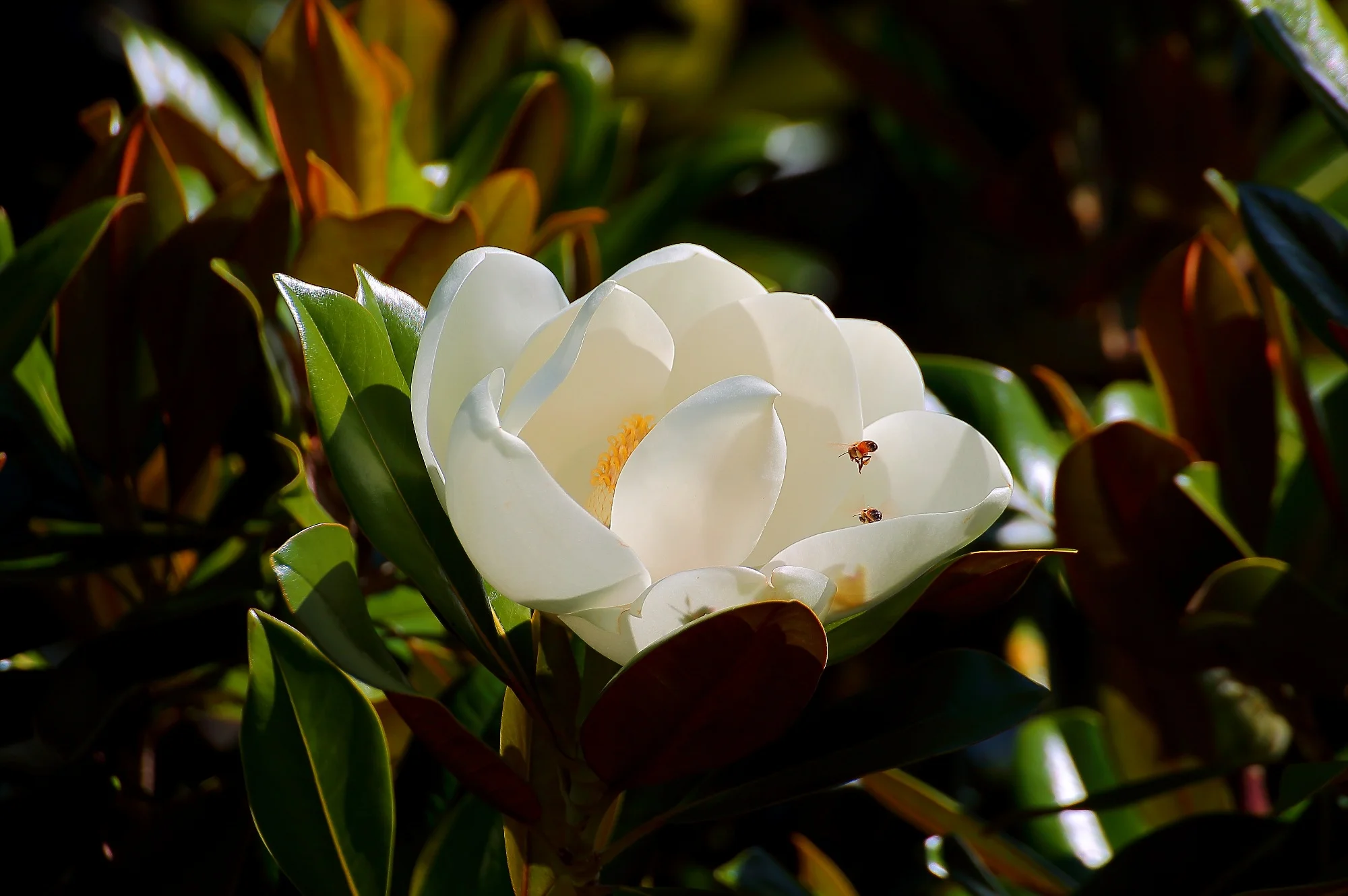 Magnolia,-033.JPG