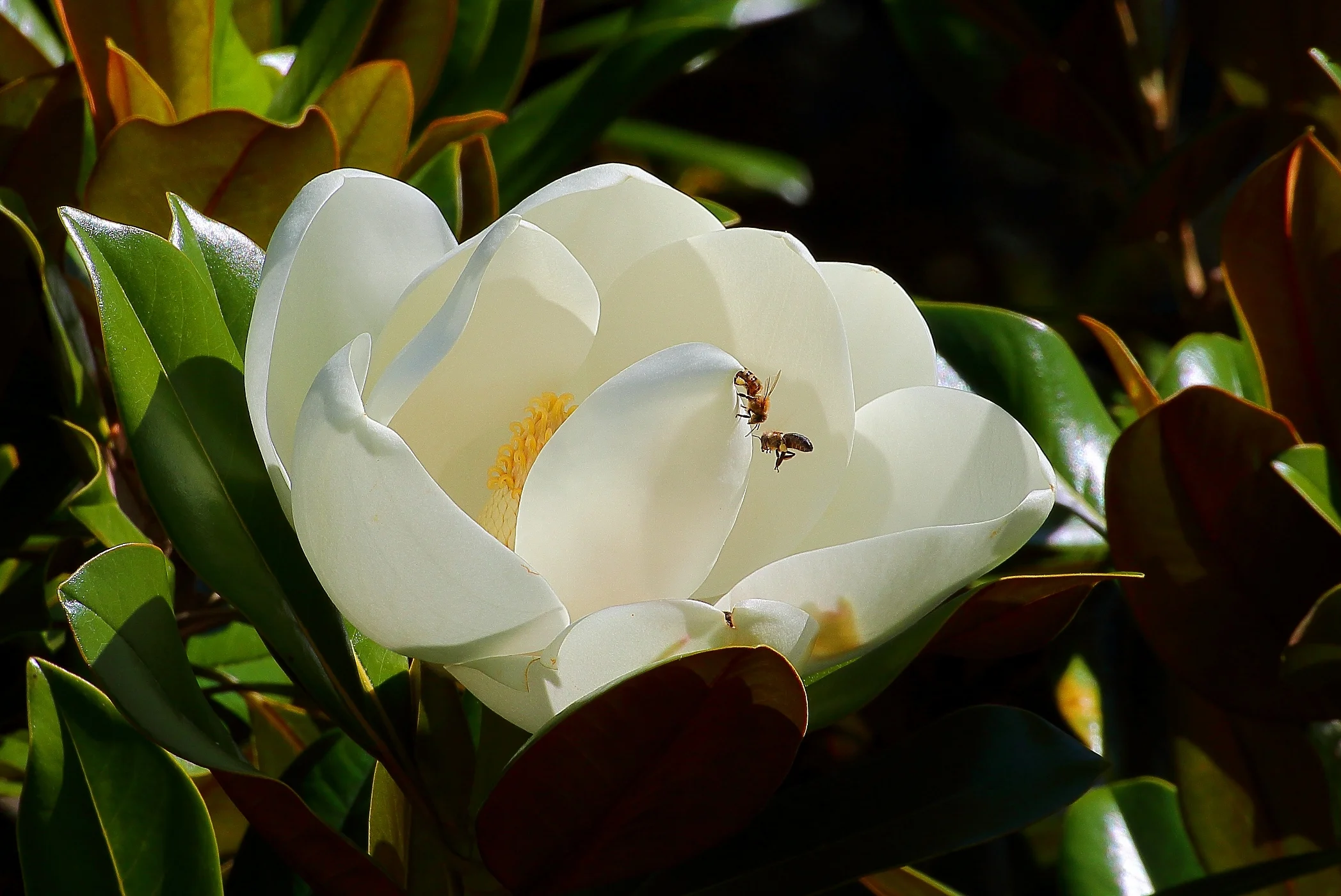 Magnolia,-034.JPG