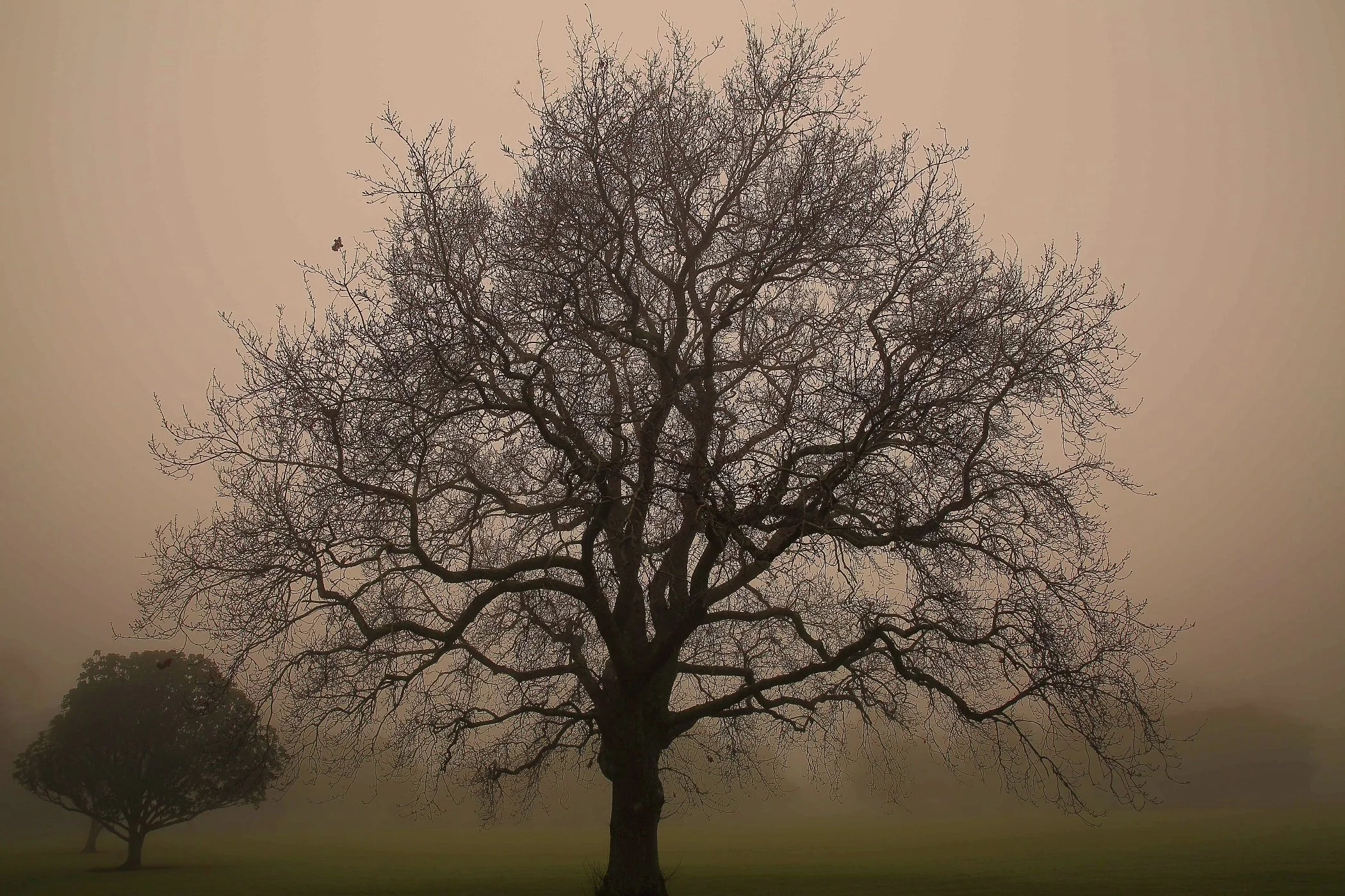 Manly Fog,080-.JPG