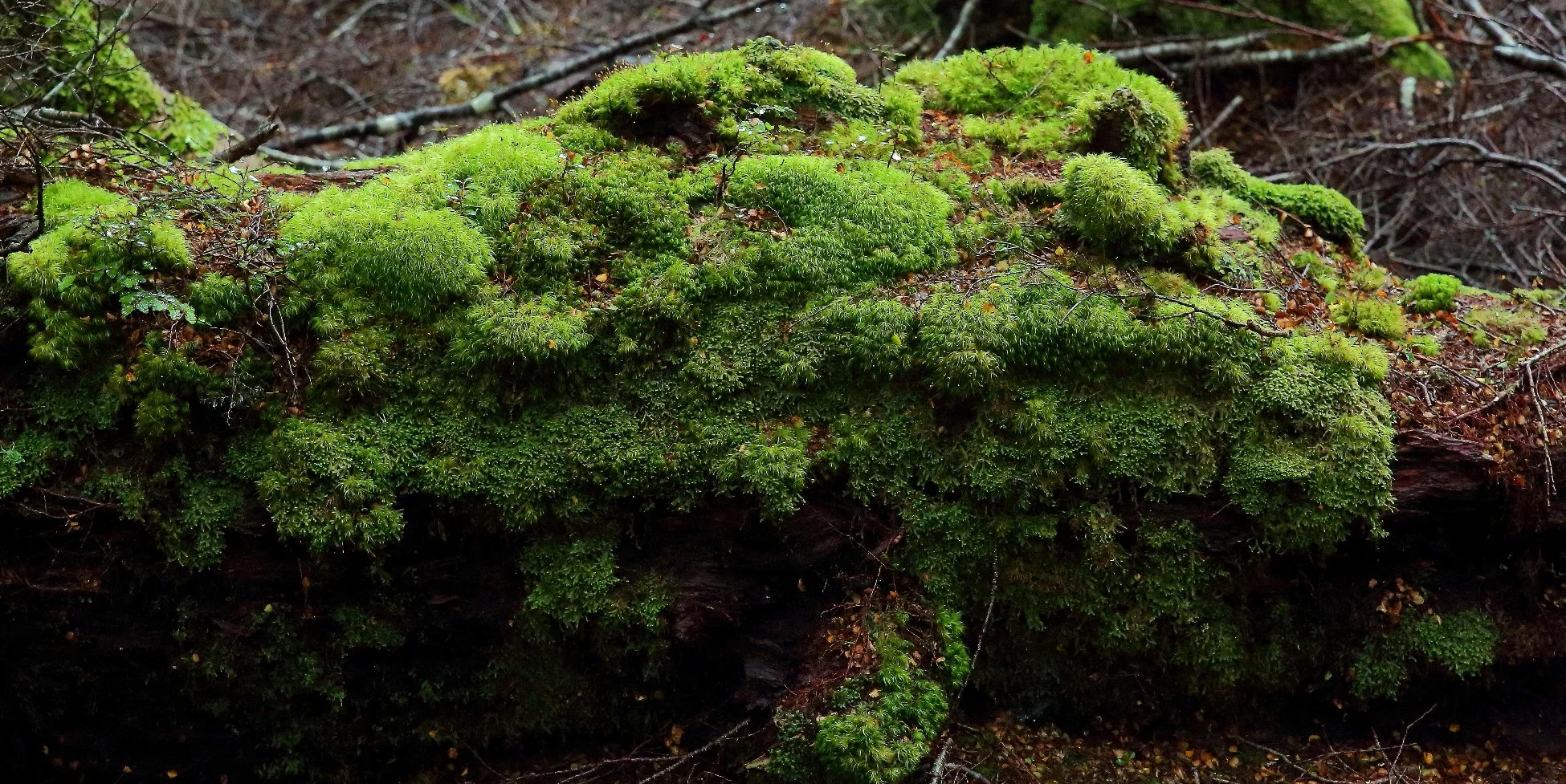 Mossy Log,223,-.JPG