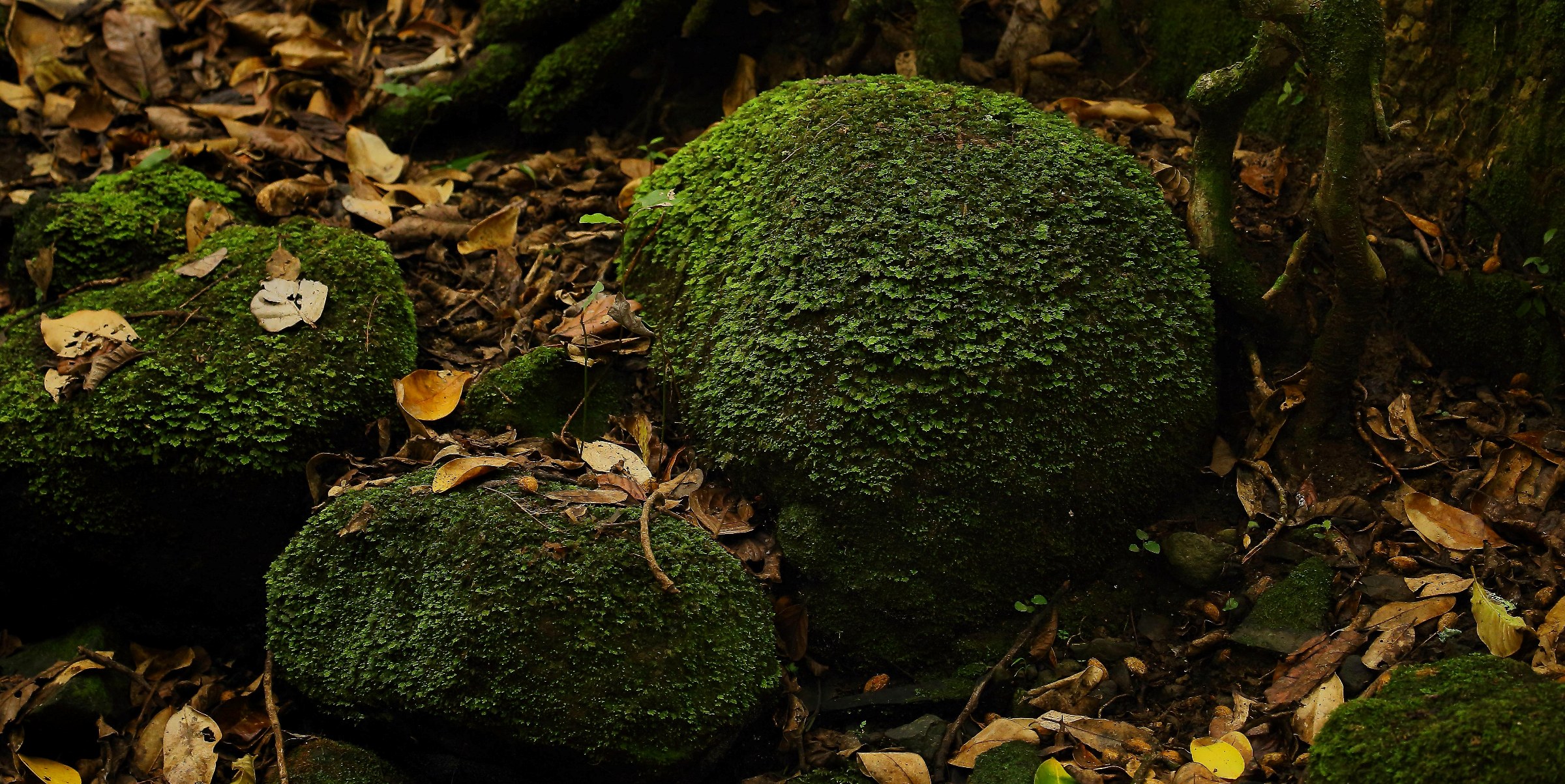 Mossy Rocks,526,-.JPG