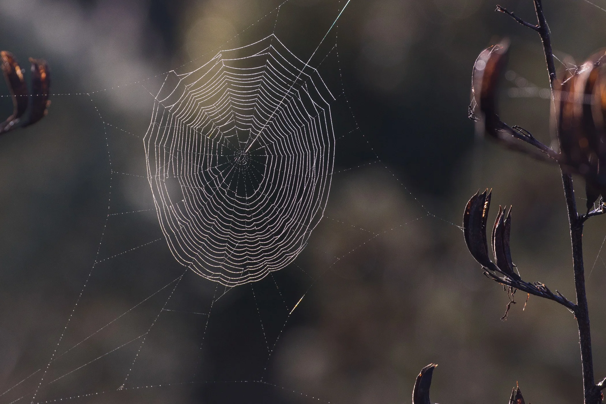 Spider Web,-021.JPG