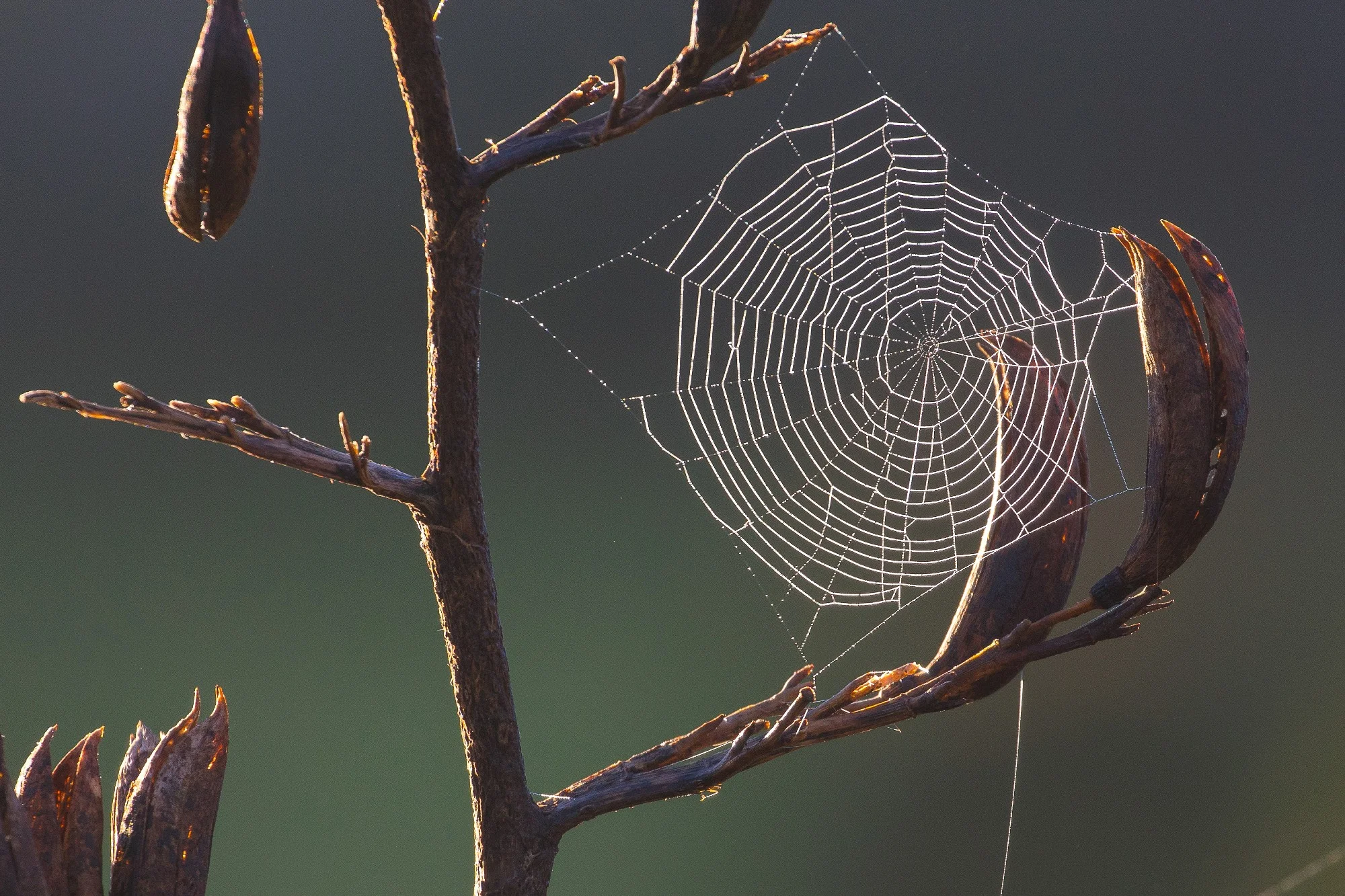 Spider Web,-024.JPG