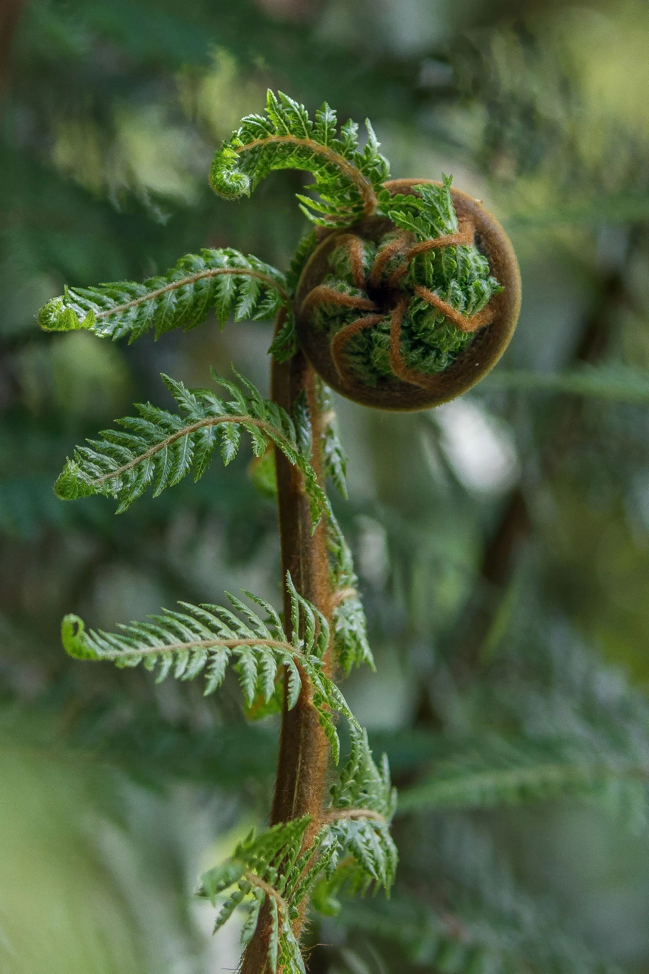 Unfurling,-1032.JPG