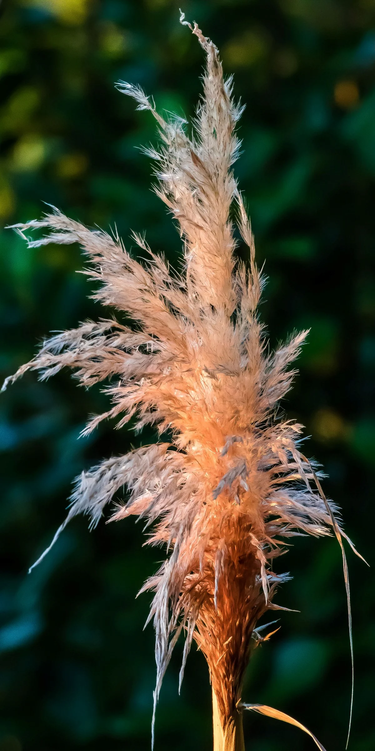 Waihi Beach,-019.JPG