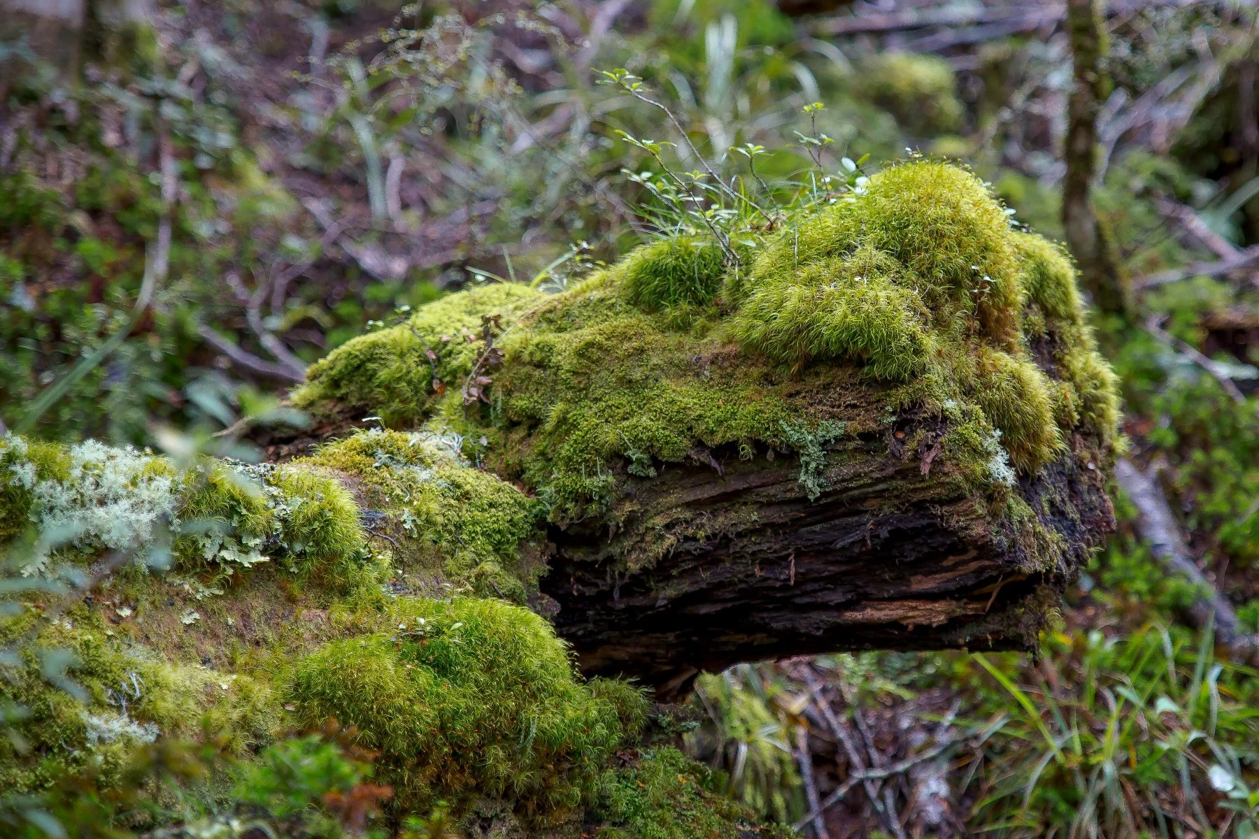 Waitonga Falls Walk,-468.JPG