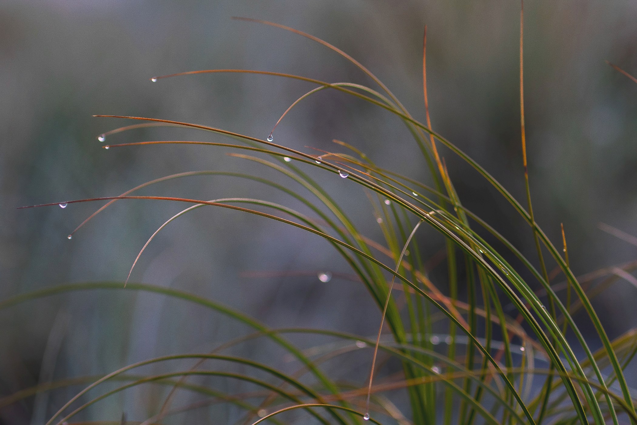 Whangamata Dew,-267.JPG