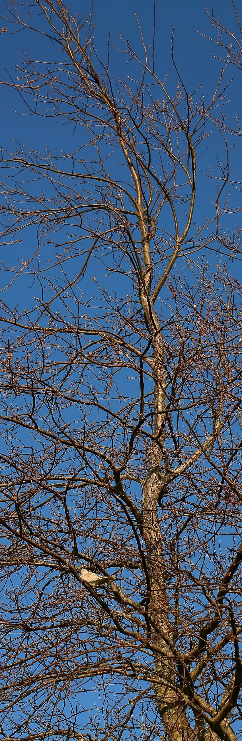 Winter Dove,-233.JPG