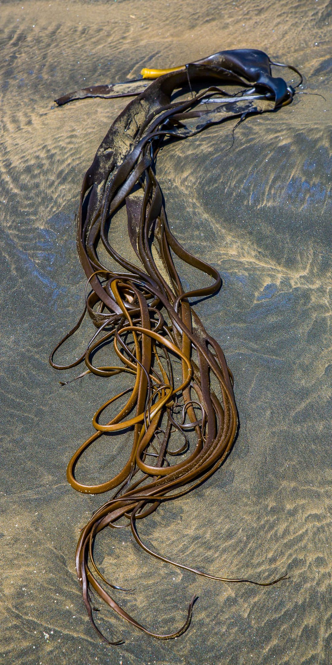 Bull Kelp,Anawhata,-474.JPG