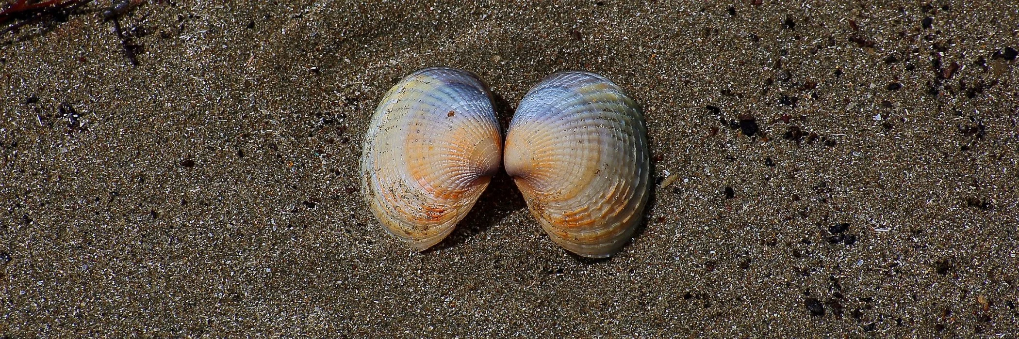 Cockle,Tuangi,-385.JPG