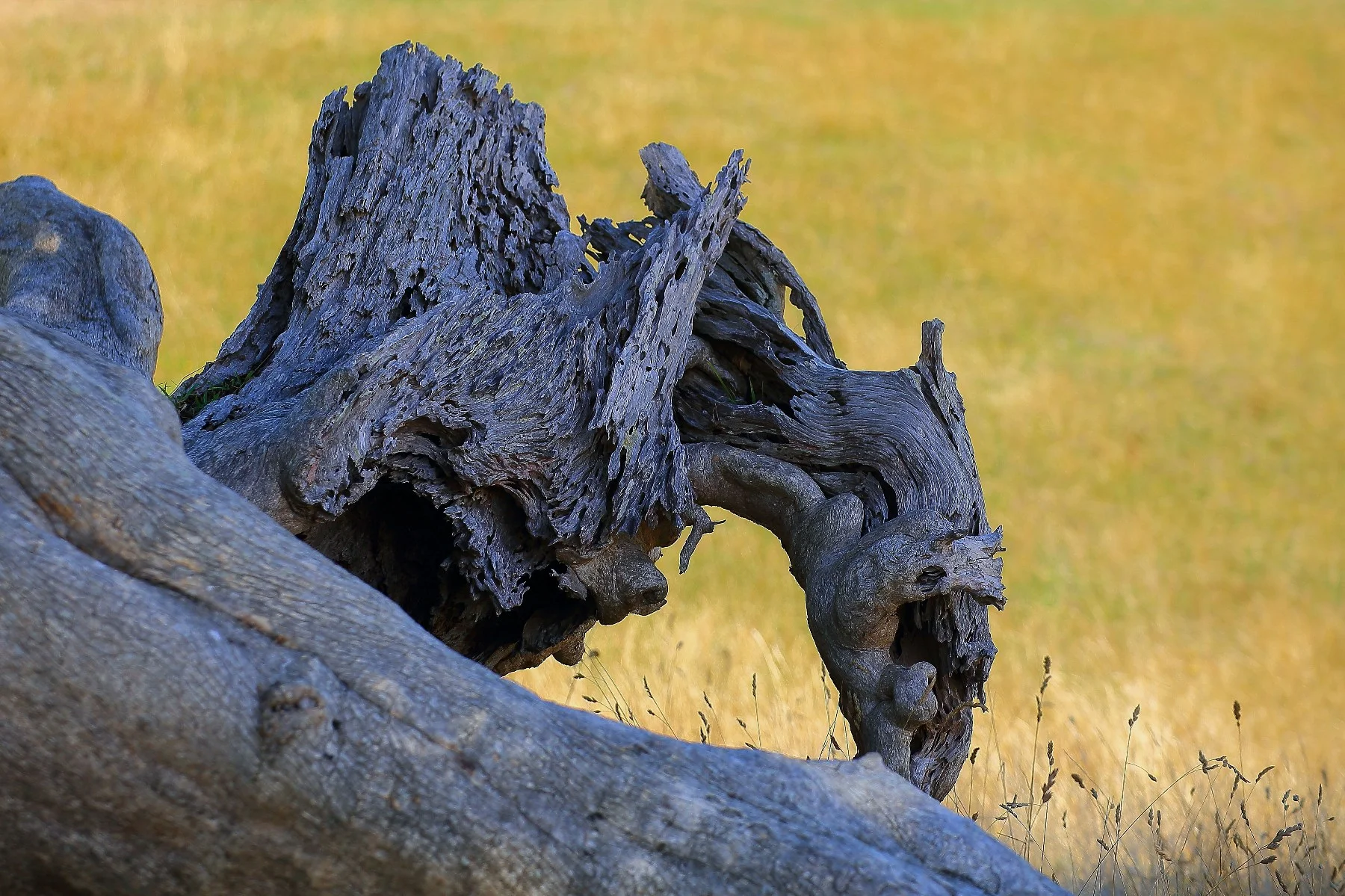 Dino Log,Otarawao Bay,-242.JPG