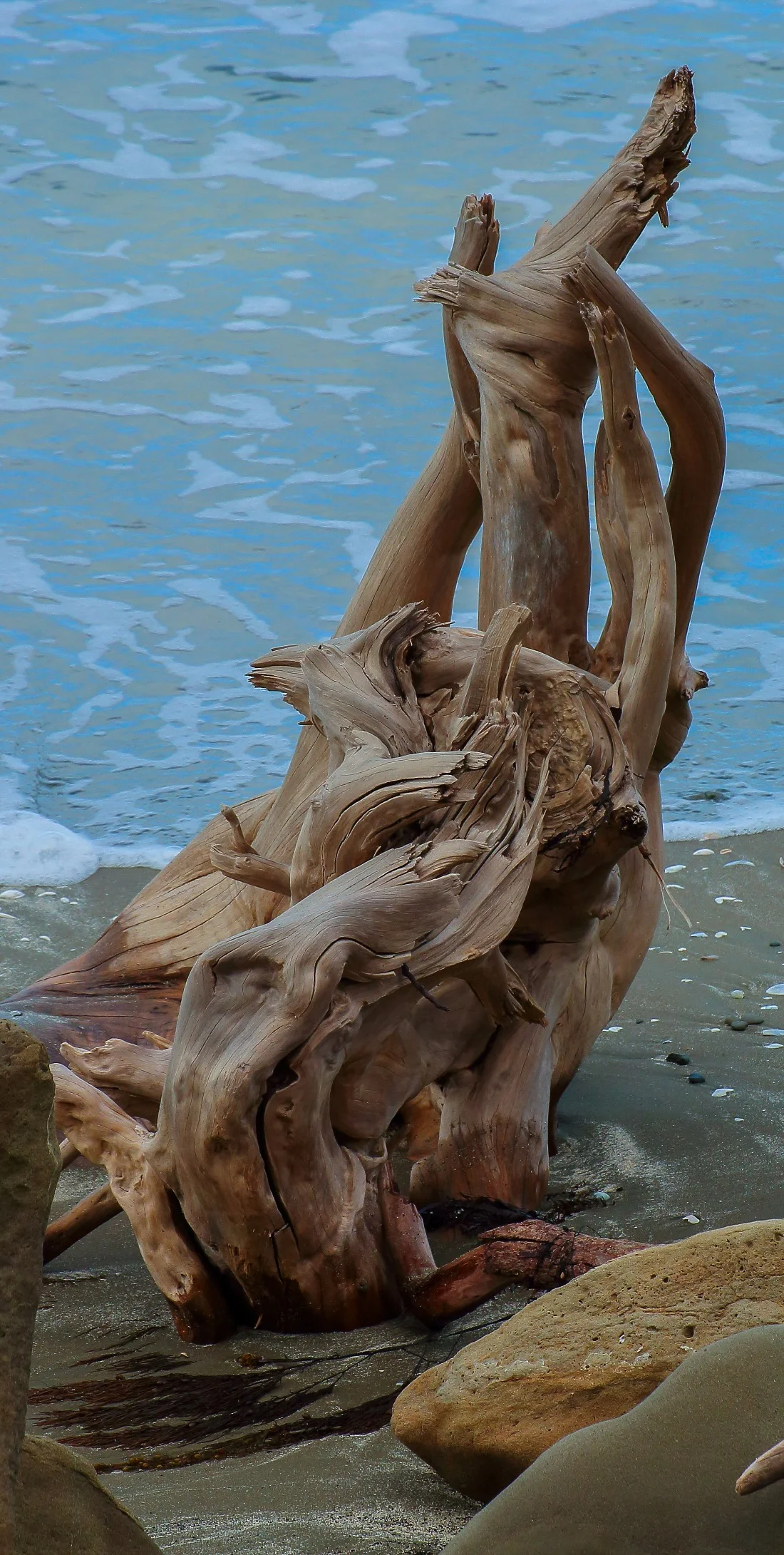 Driftwood,Wenderholm,154,-.JPG