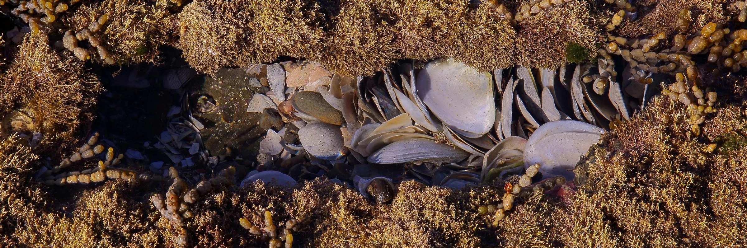Hibiscus Coast Intertidal,045,-.JPG