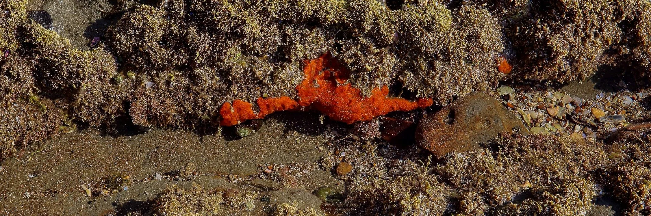 Hibiscus Coast Intertidal,053,-.JPG