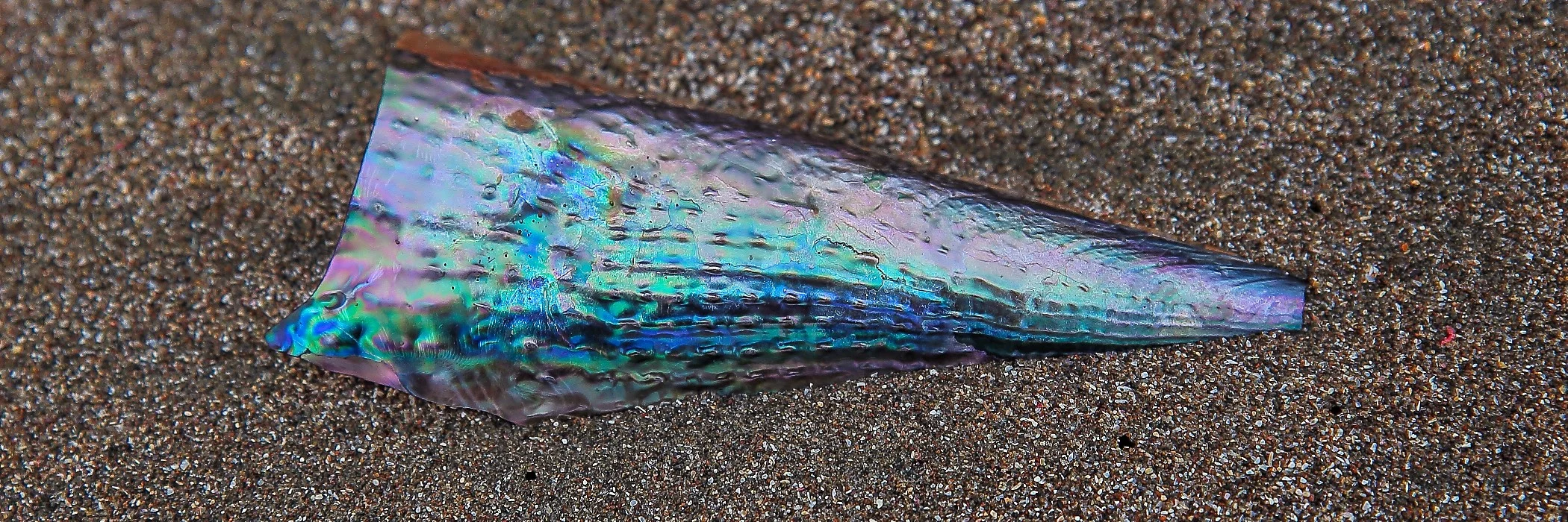 Horse Mussel,044,-.JPG