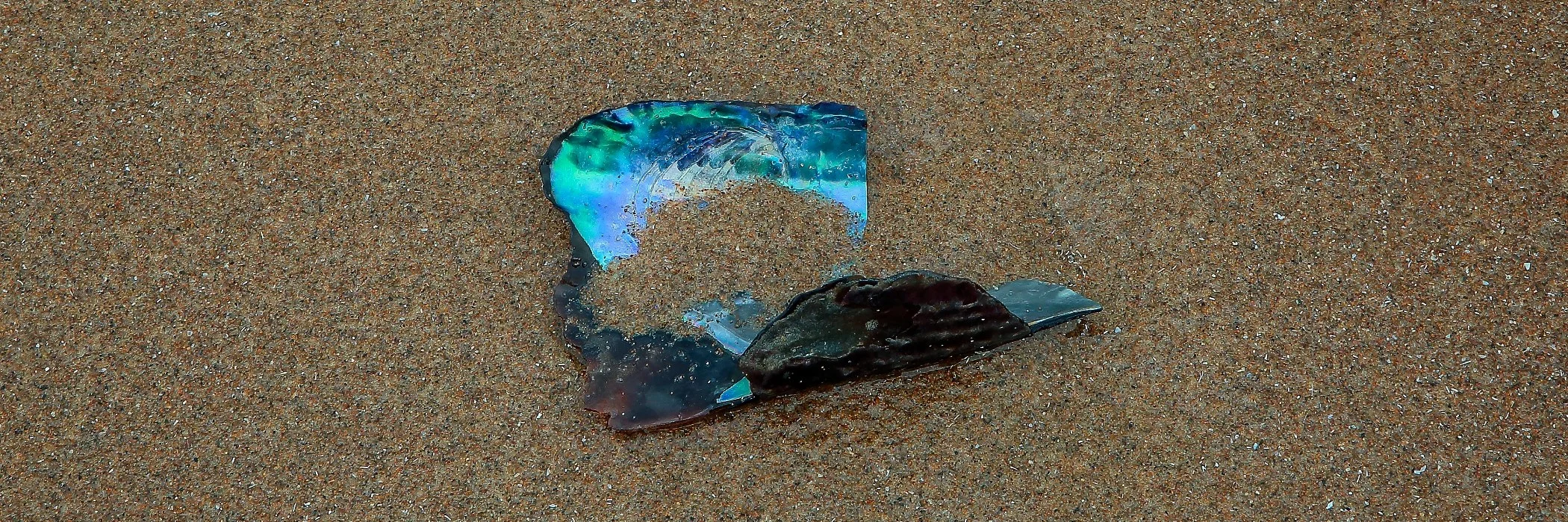 Horse Mussel,Stanmore Bay,016,-.JPG