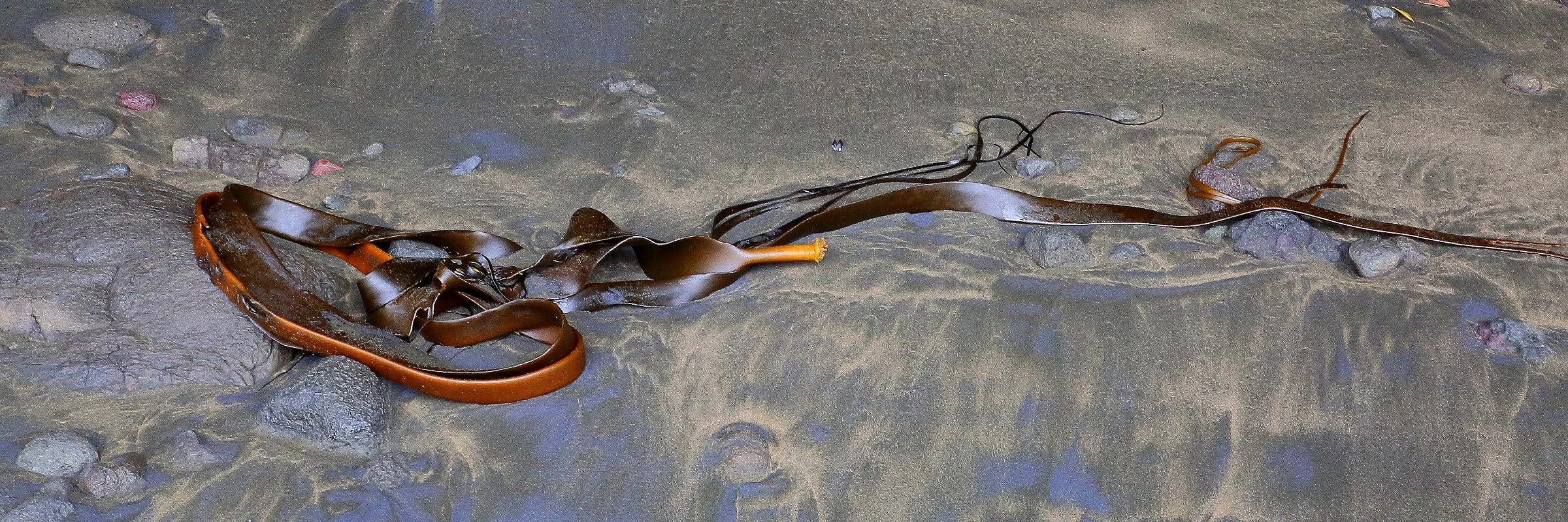 Kelp,Te Henga,021,-.JPG