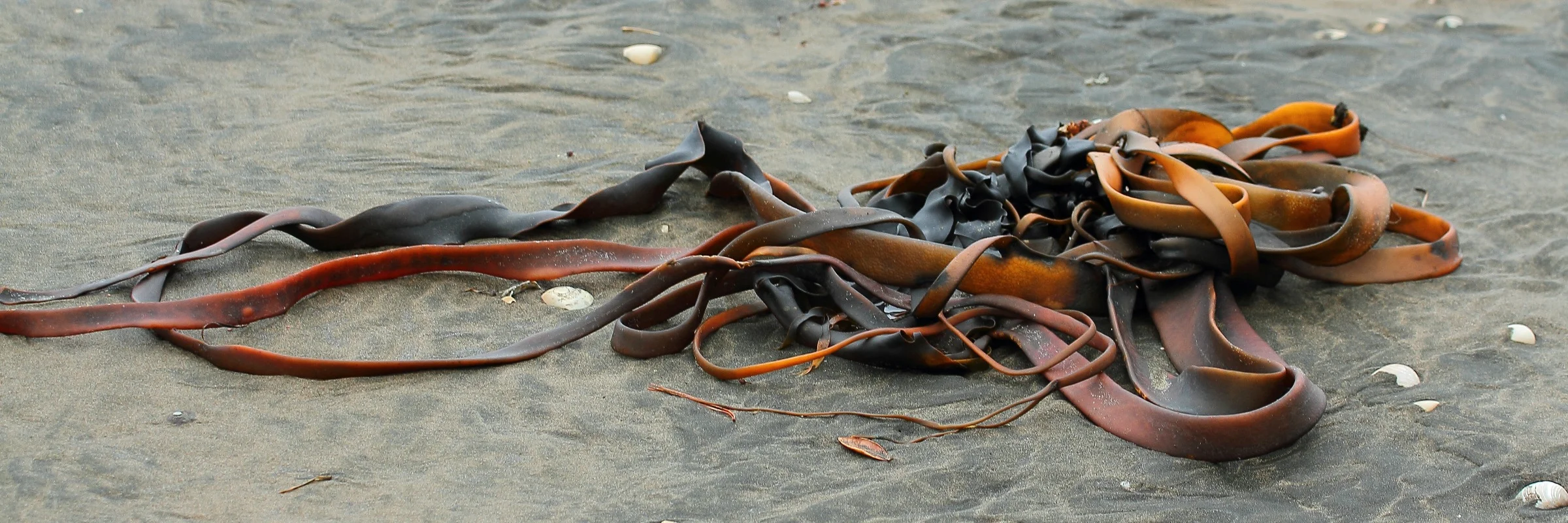 Kelp,Te Henga,378,-.JPG