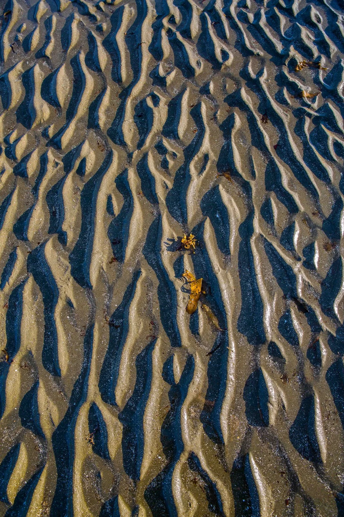 Low Tide,Wenderholm,-172.JPG