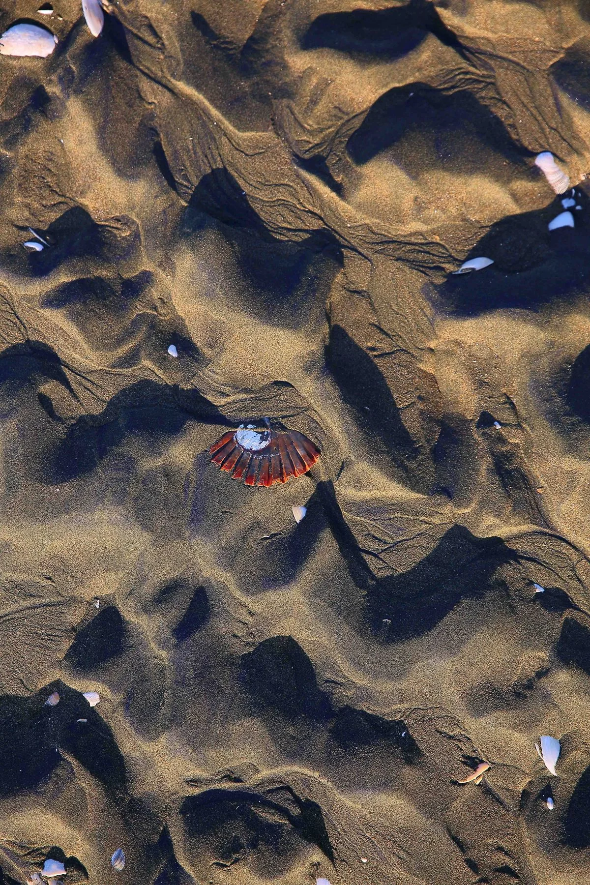 Low Tide,Wenderholm,-598.JPG